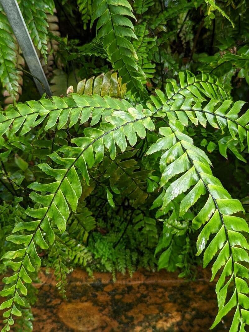 Adiantum štvorlisté 5