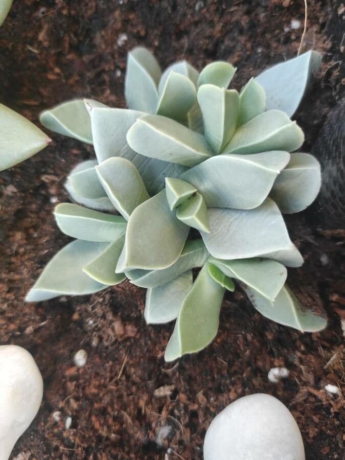 Cheiridopsis 13