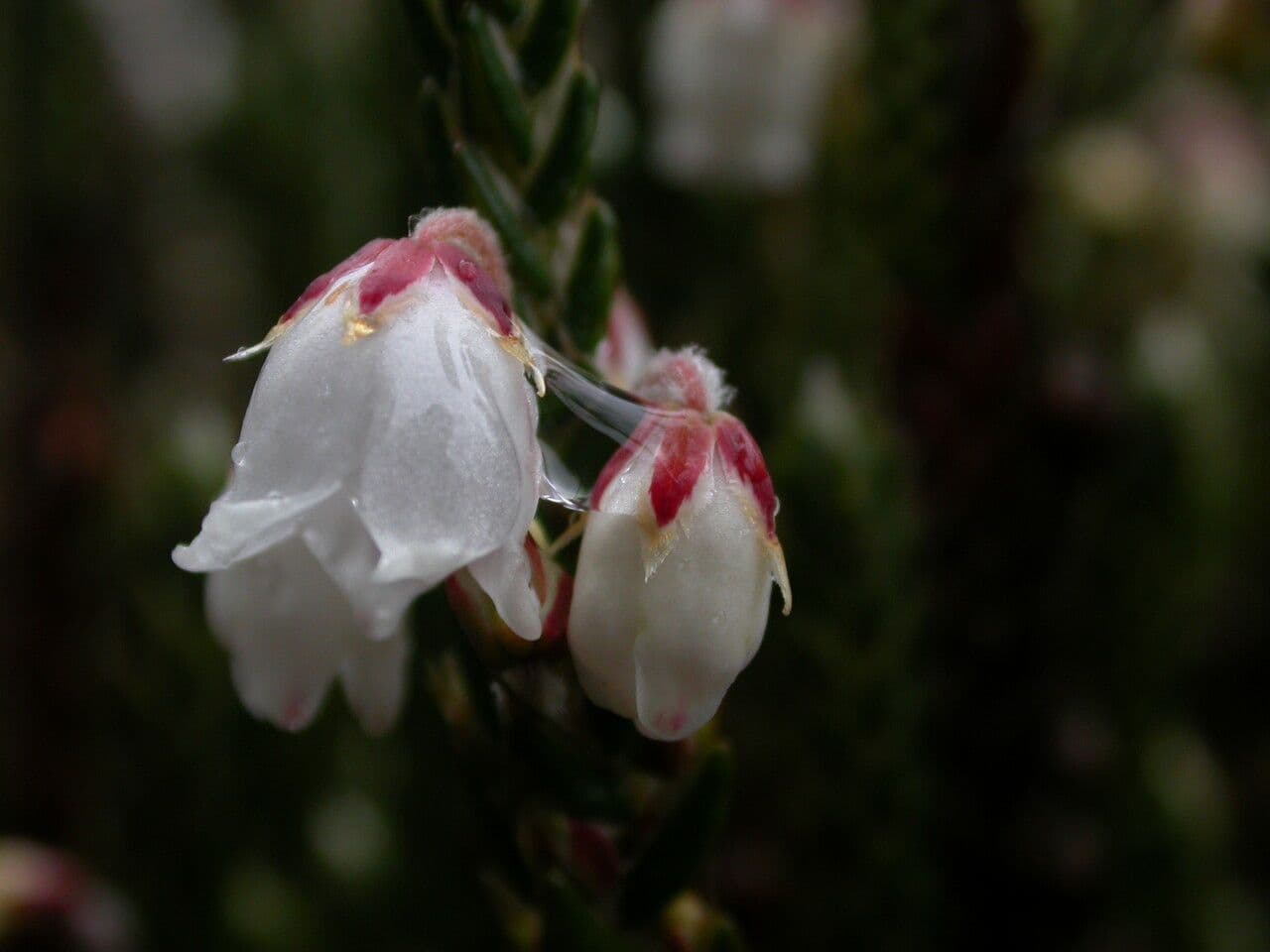 Cassiope fastigiata 8