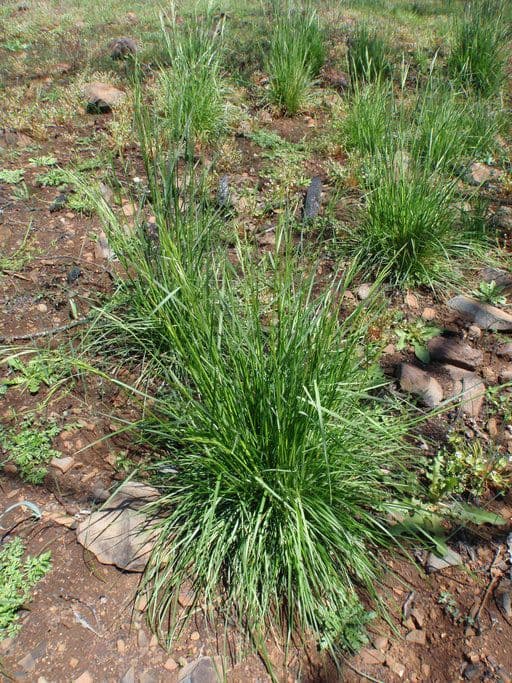 Festuca 2