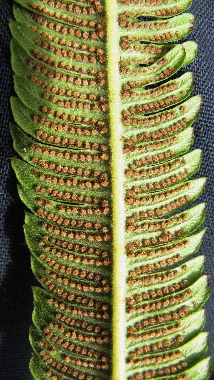 Thelypteris 7