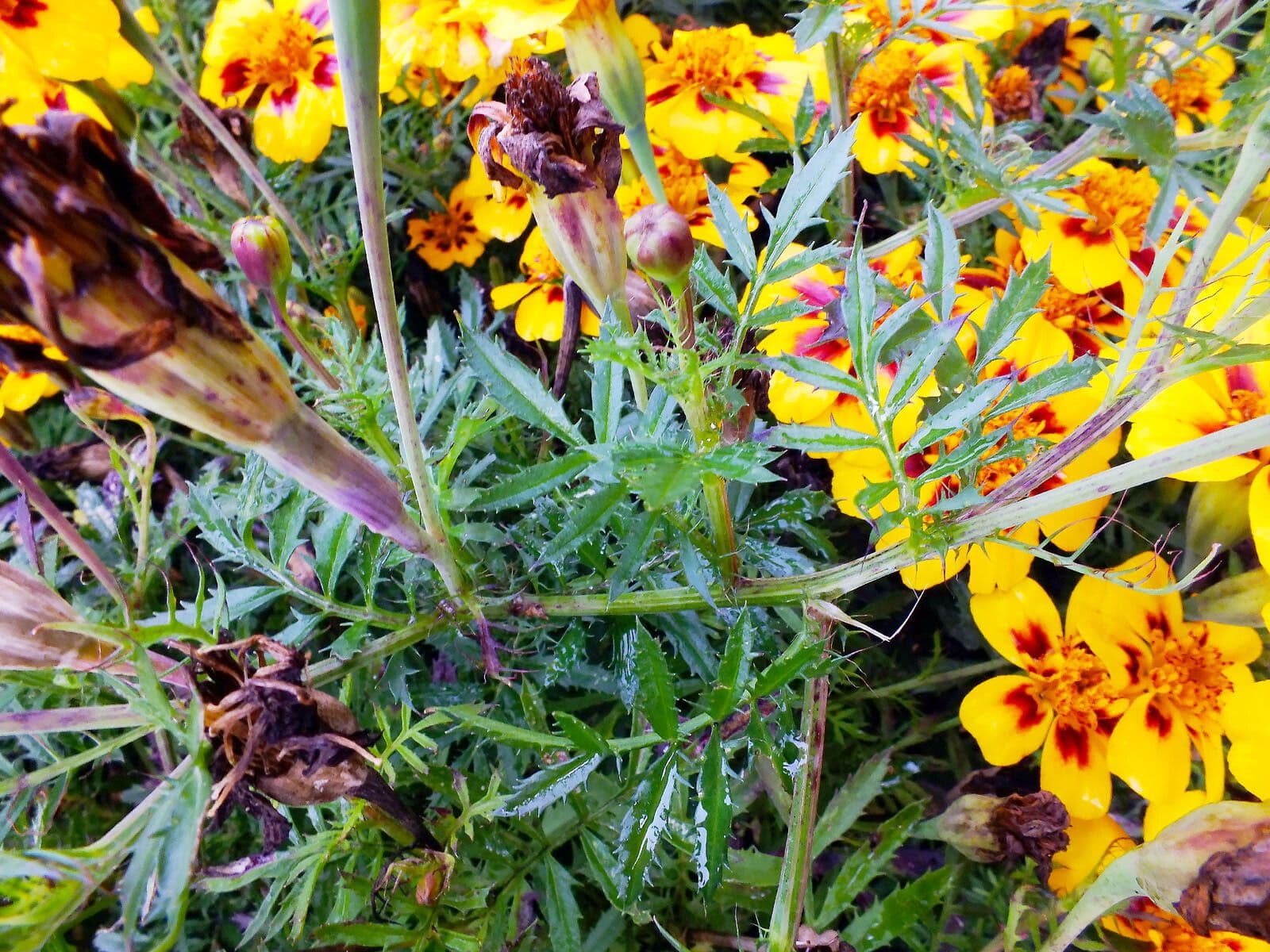 Tagetes lunulato 9