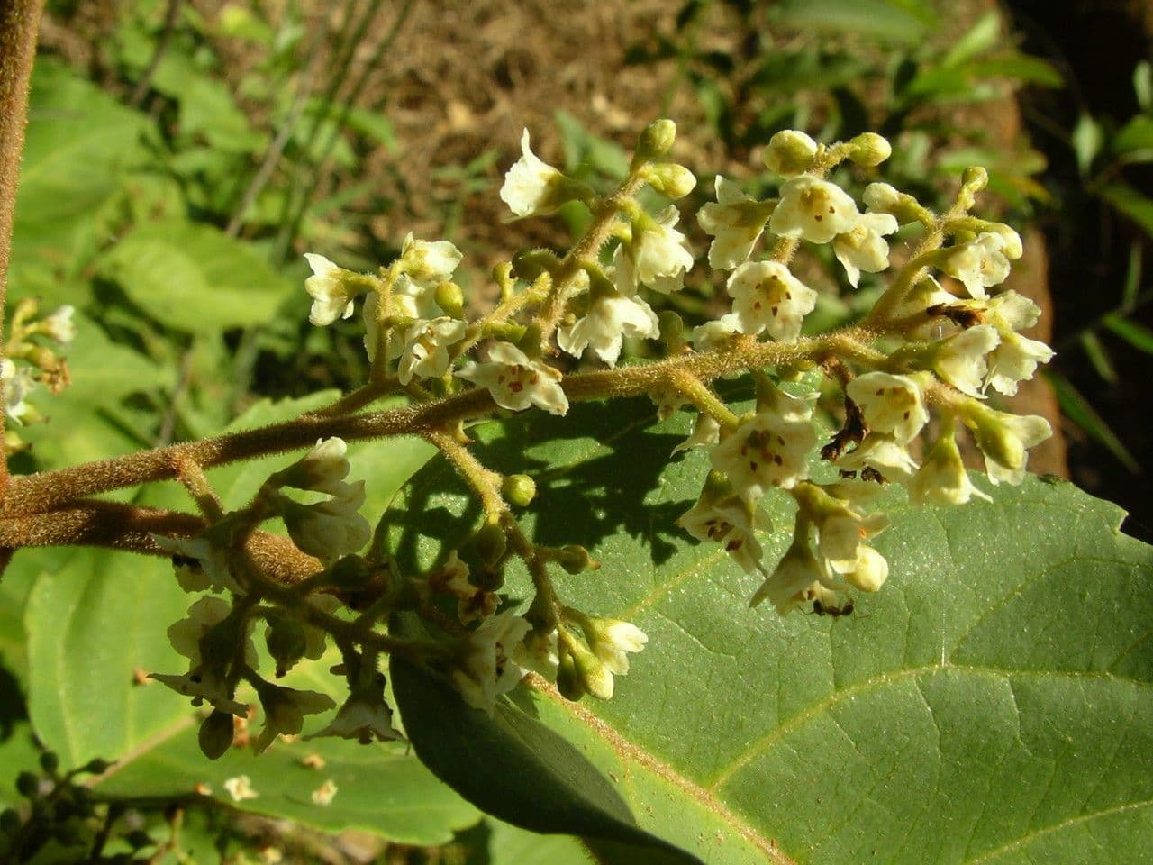 Maesa 2