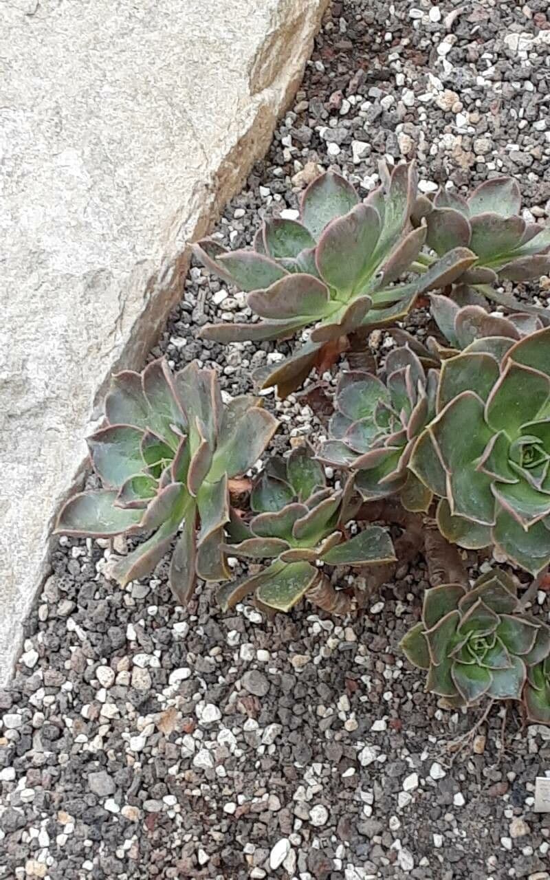 Aeonium 3