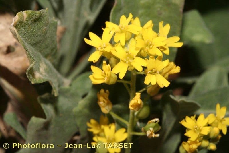 Aurinia petraea 3