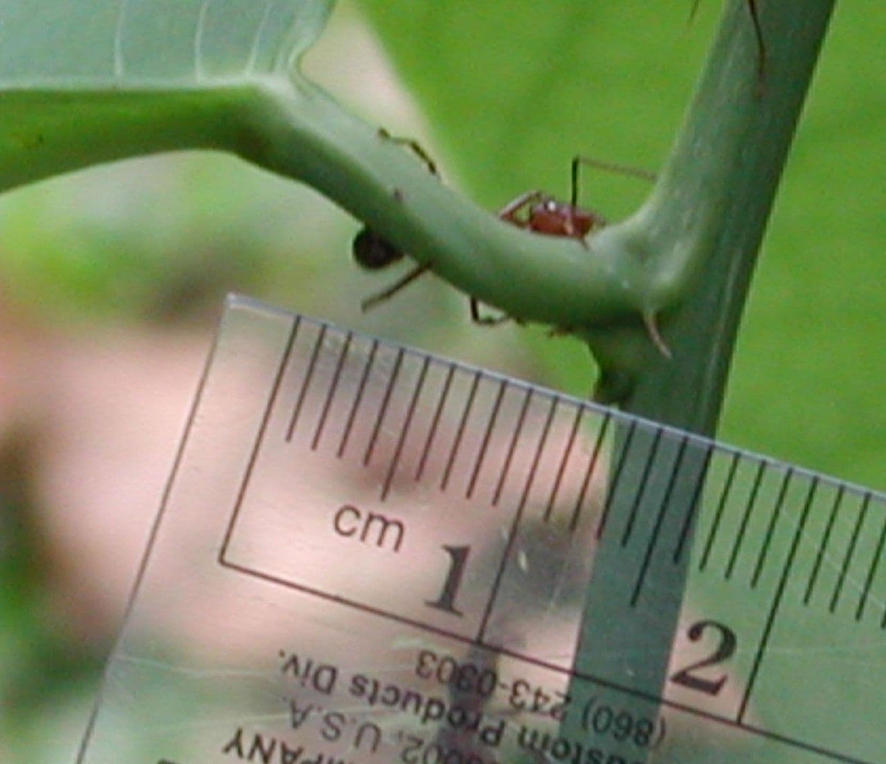 Passiflora 21