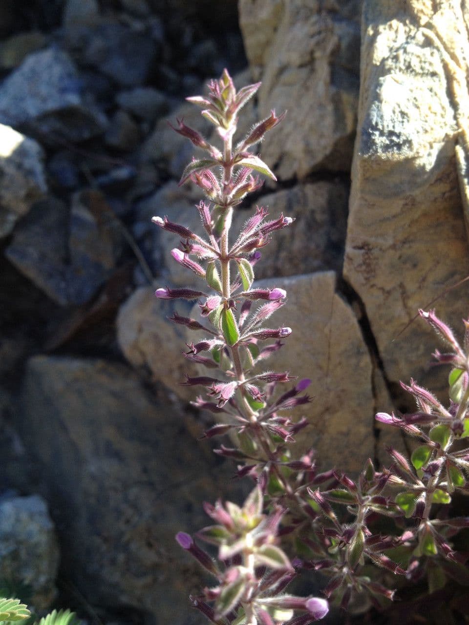 Hedeoma nano 2