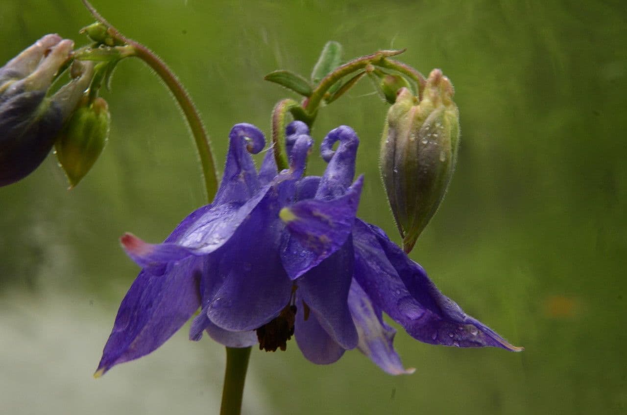 Aquilegia comune 25