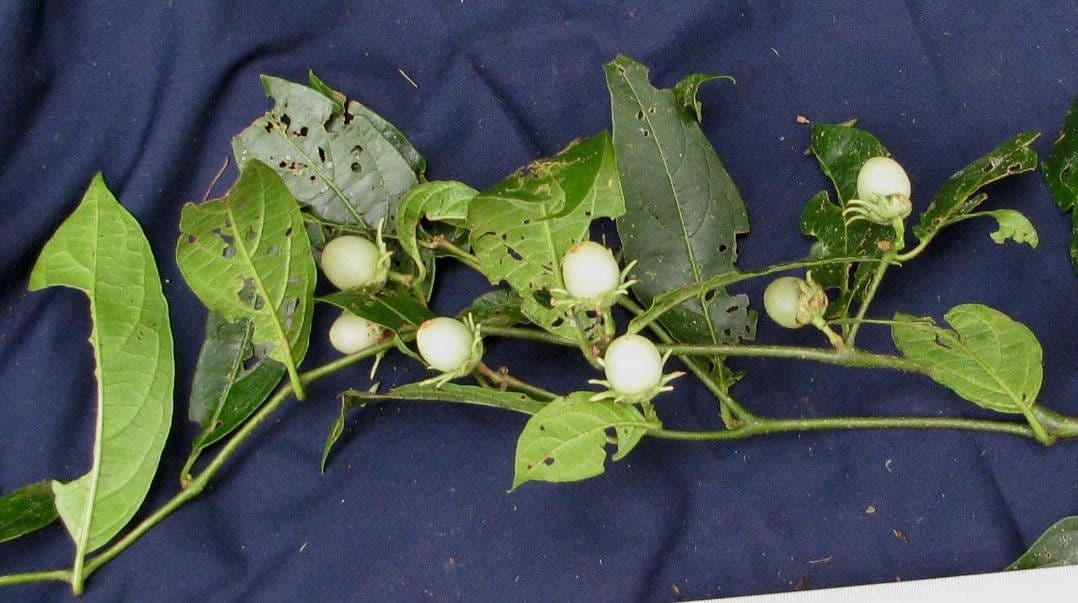 Lycianthes 16