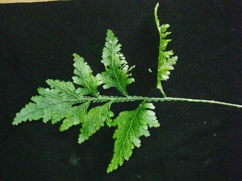 Selaginella oaxacana 8