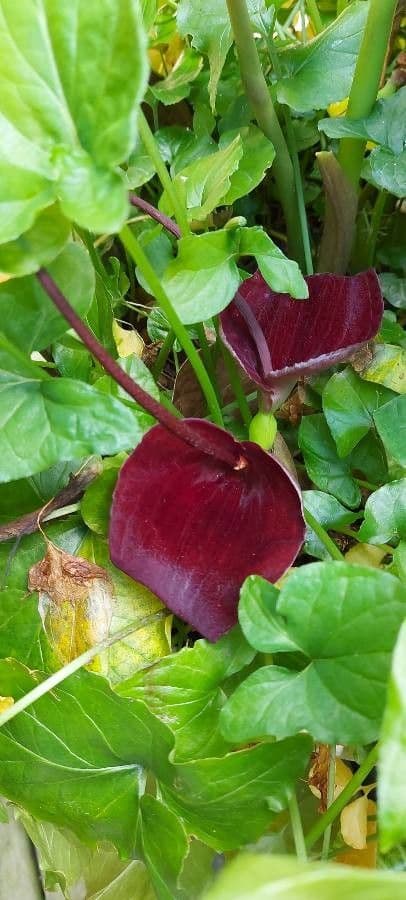 Typhonium