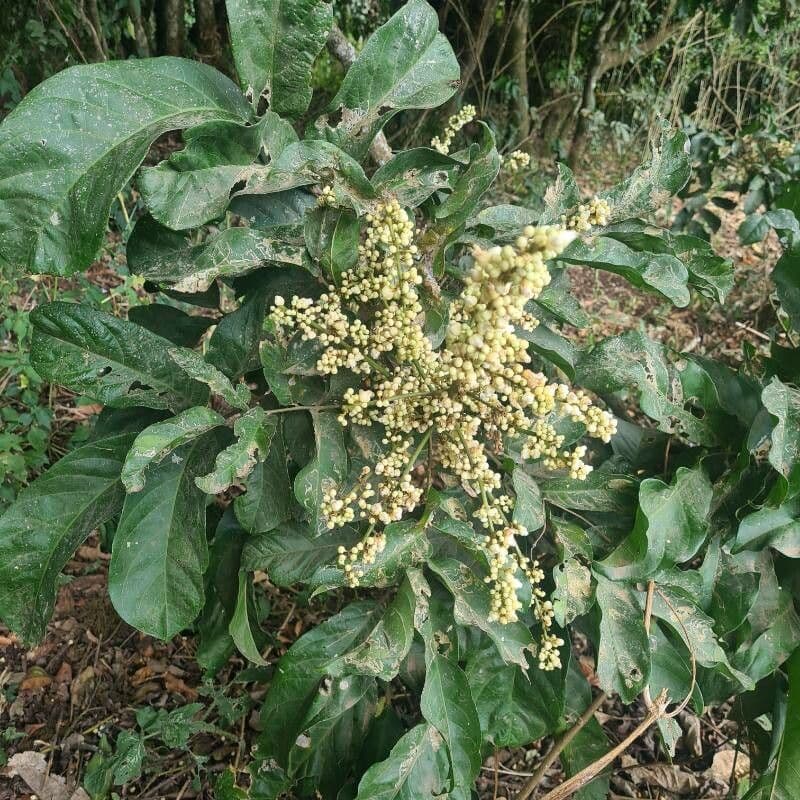 Searsia pyroides 3