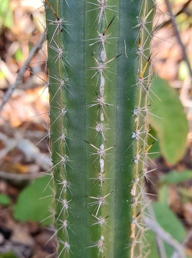 Praecereus euchlorus 10