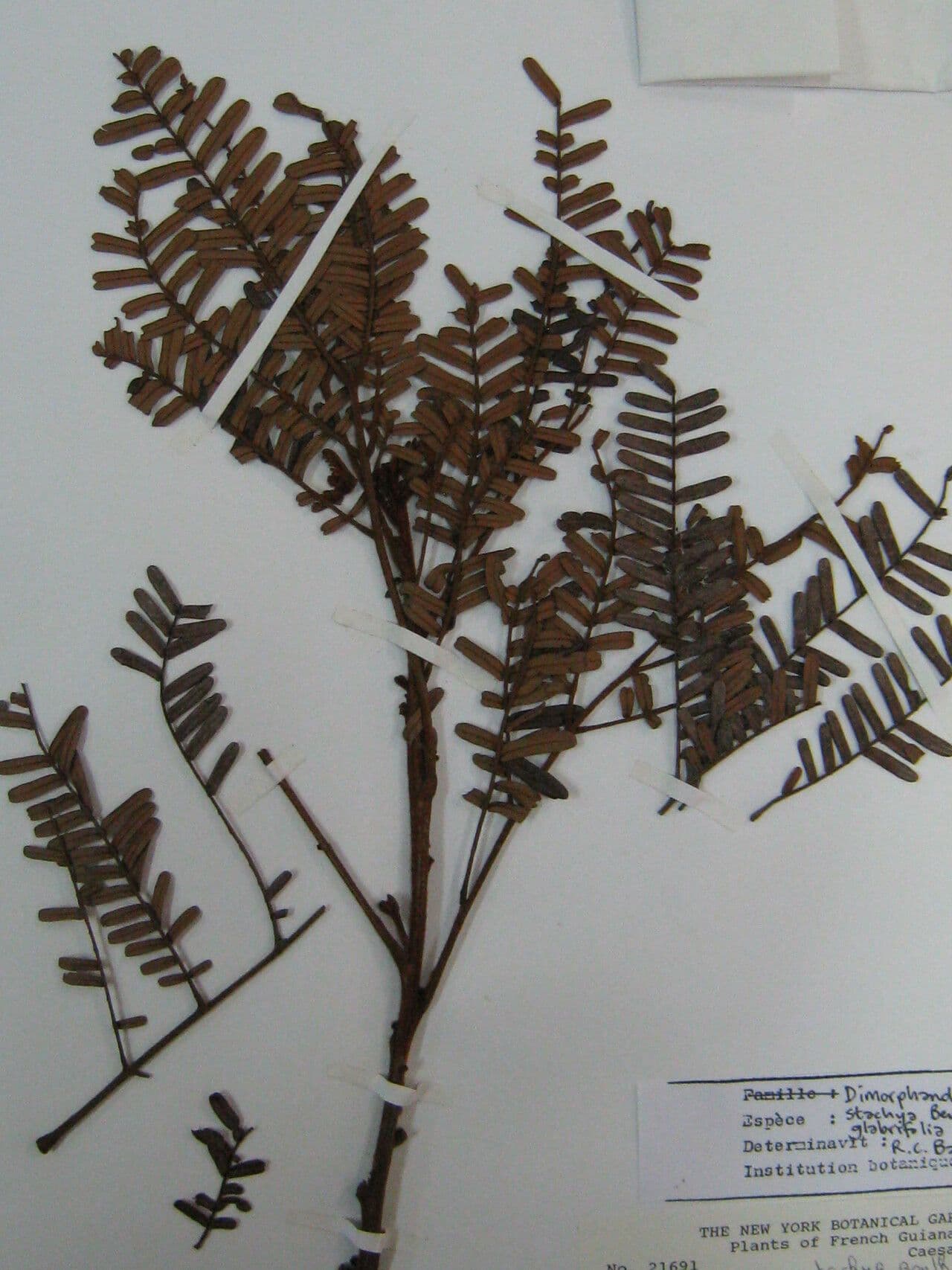 Dimorphandra 5