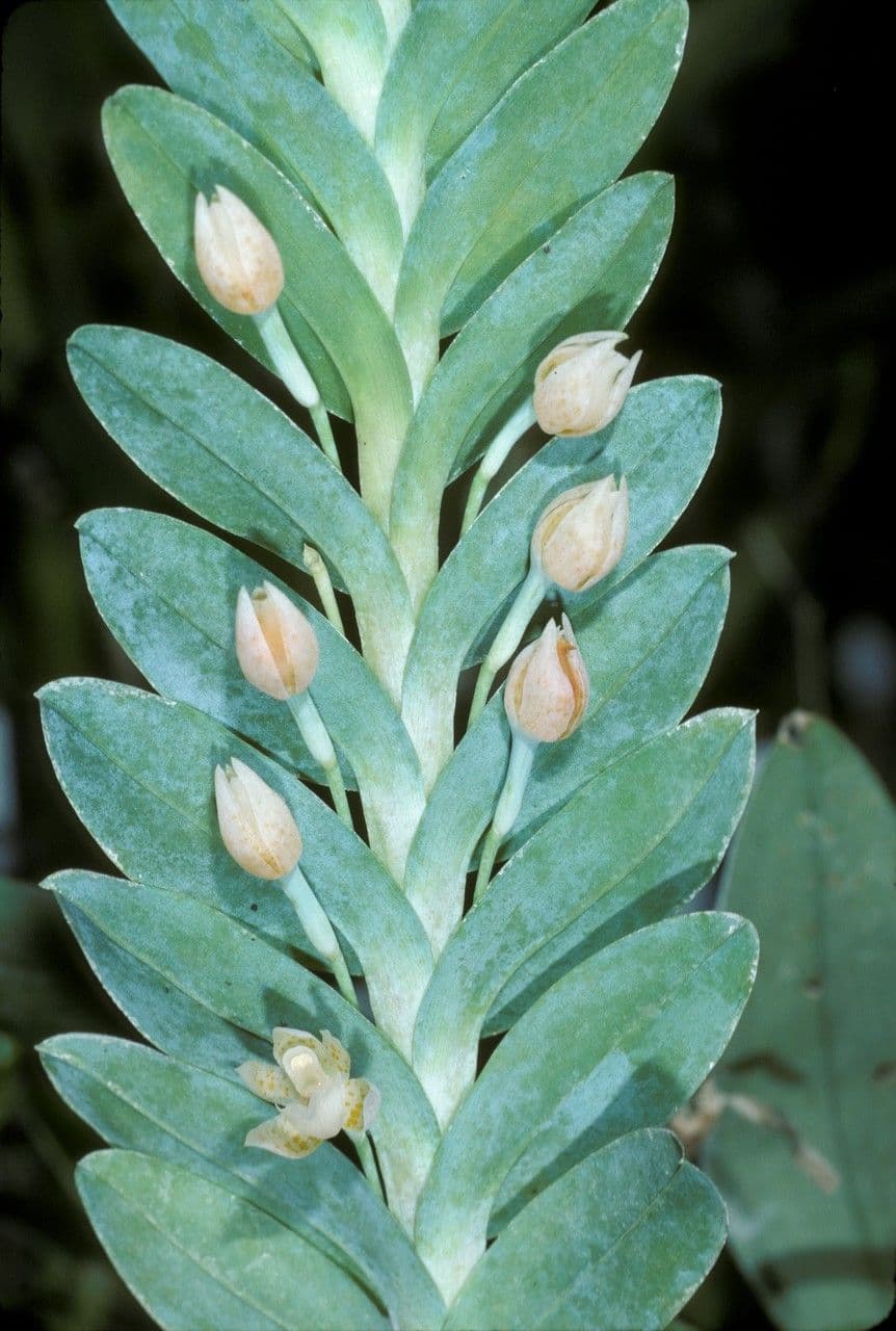 Dichaea