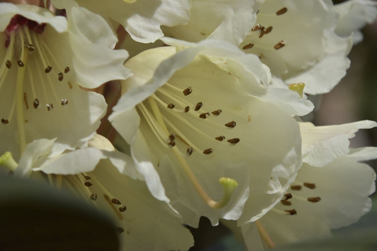 Rododendro 5