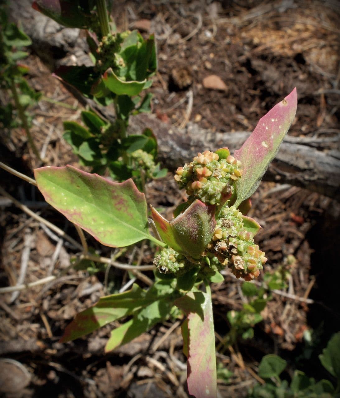 Chenopodium berlandieri 10