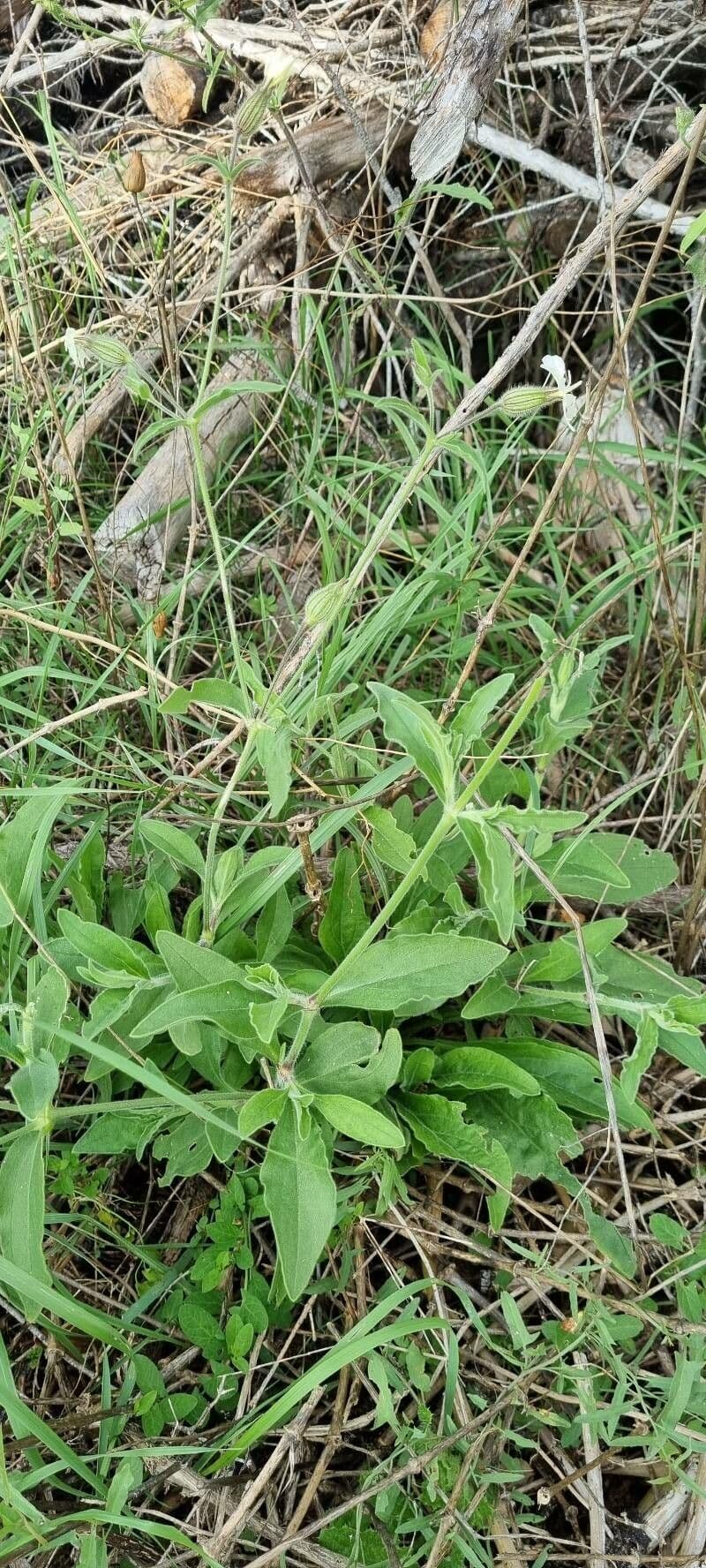 Silene dicotoma 13