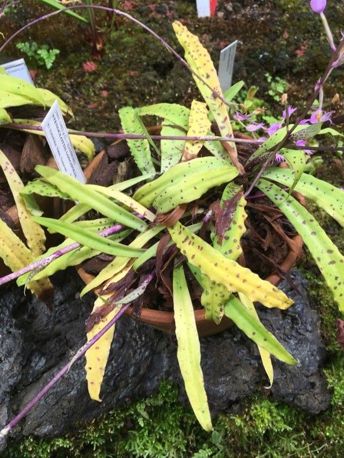 Stenoglottis 5