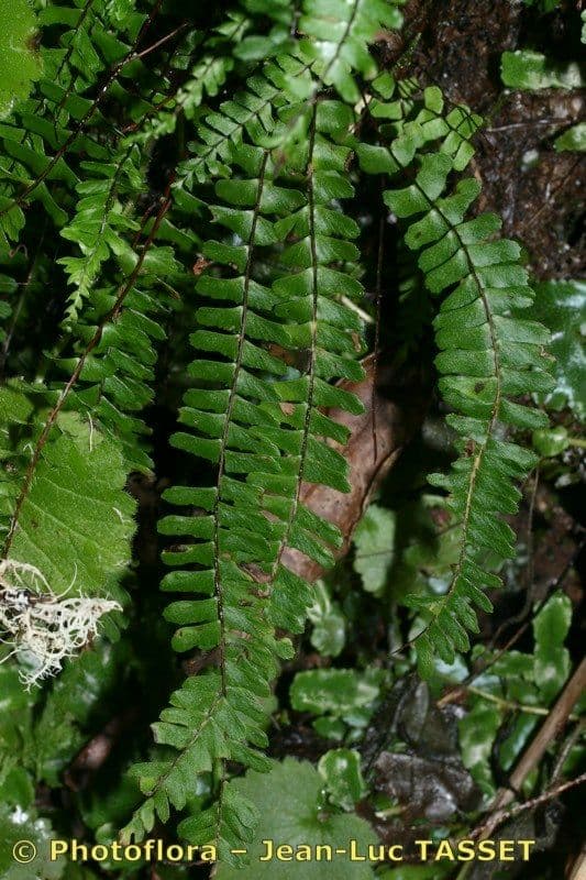 Asplenio monante 6