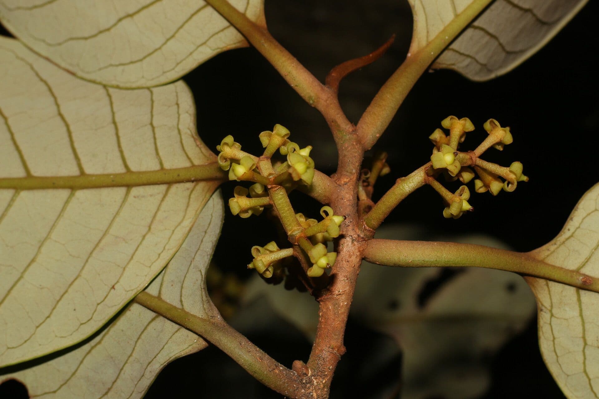 Otoba novogranatensis 17