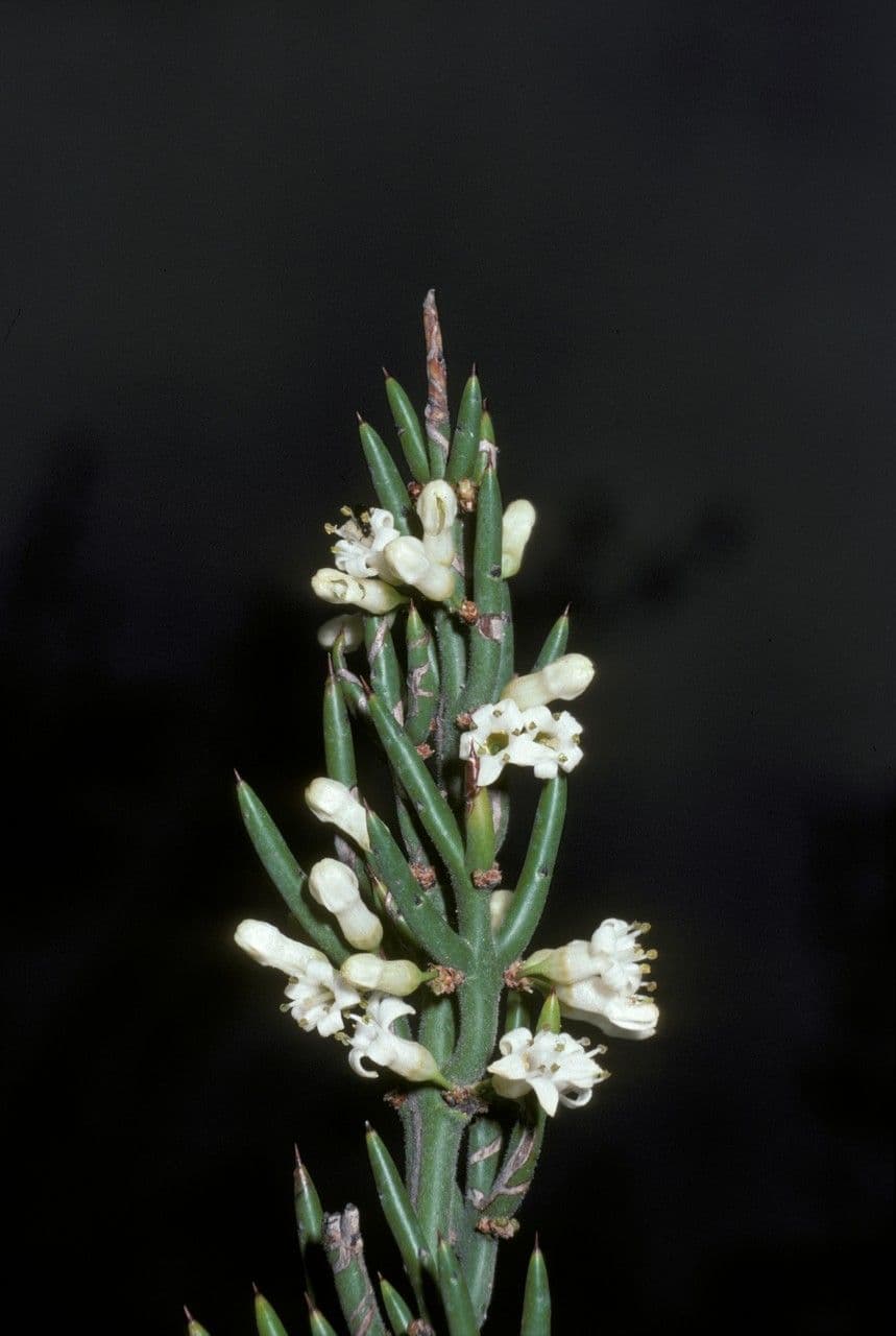 Colletia