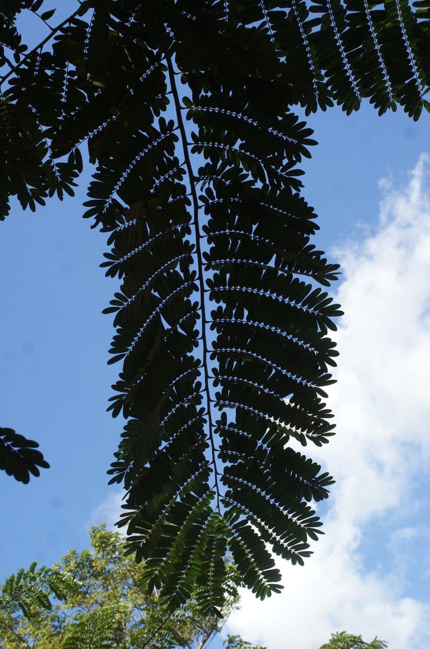 Große Kassie 20