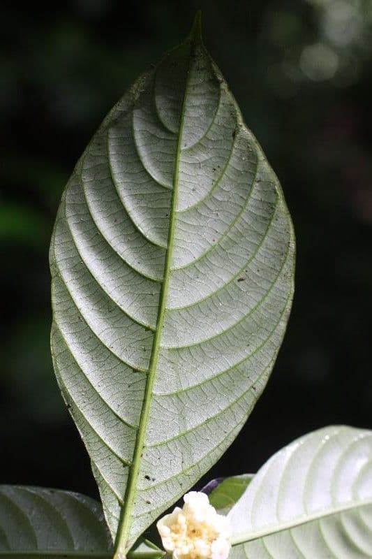 Palicourea 9