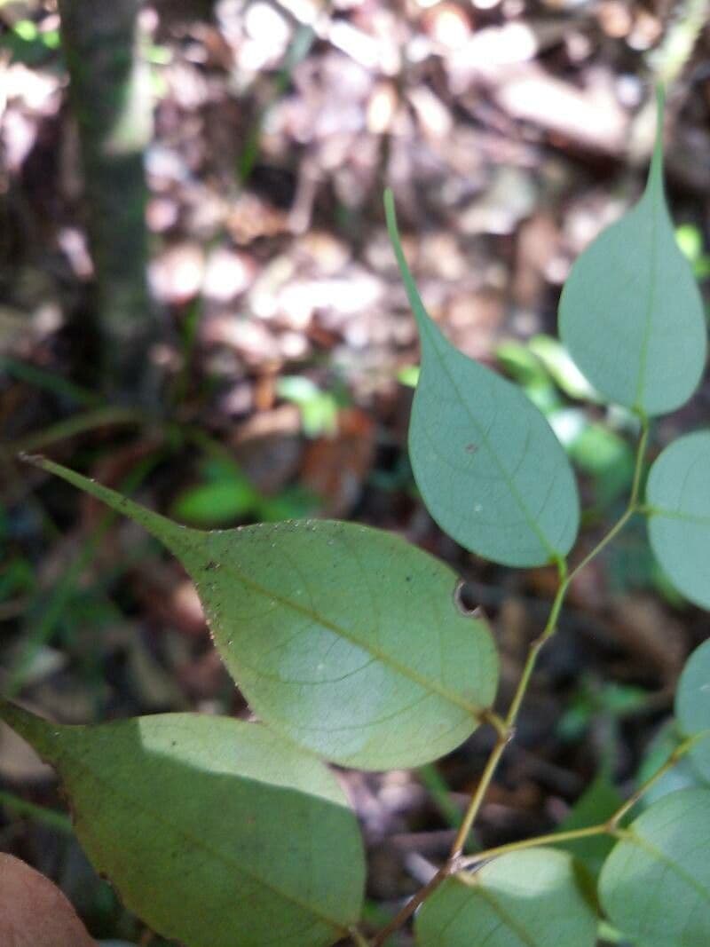 Cleistanthus