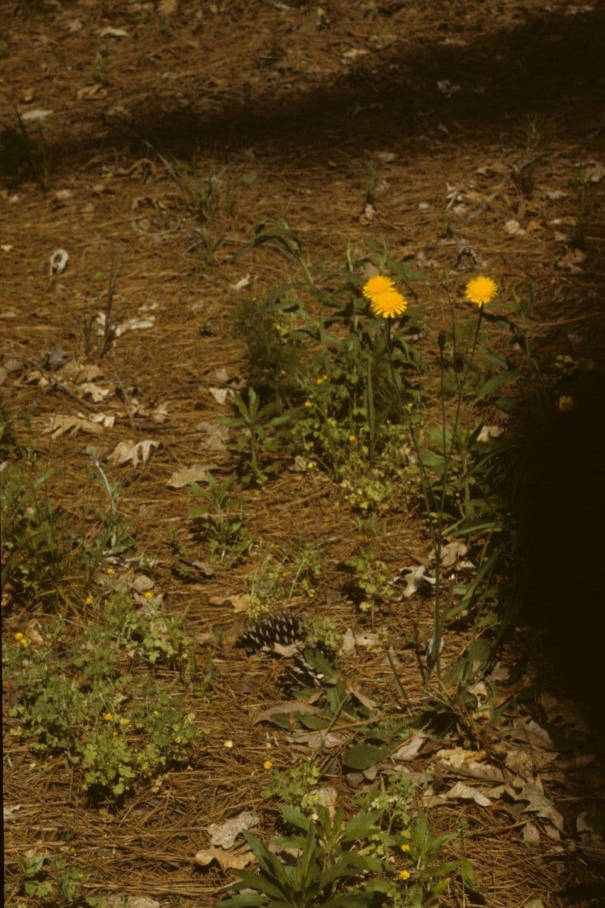 Krigia dandelion 7