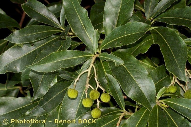 Albero di fragole 28