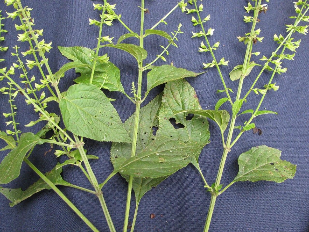 Salvia 12