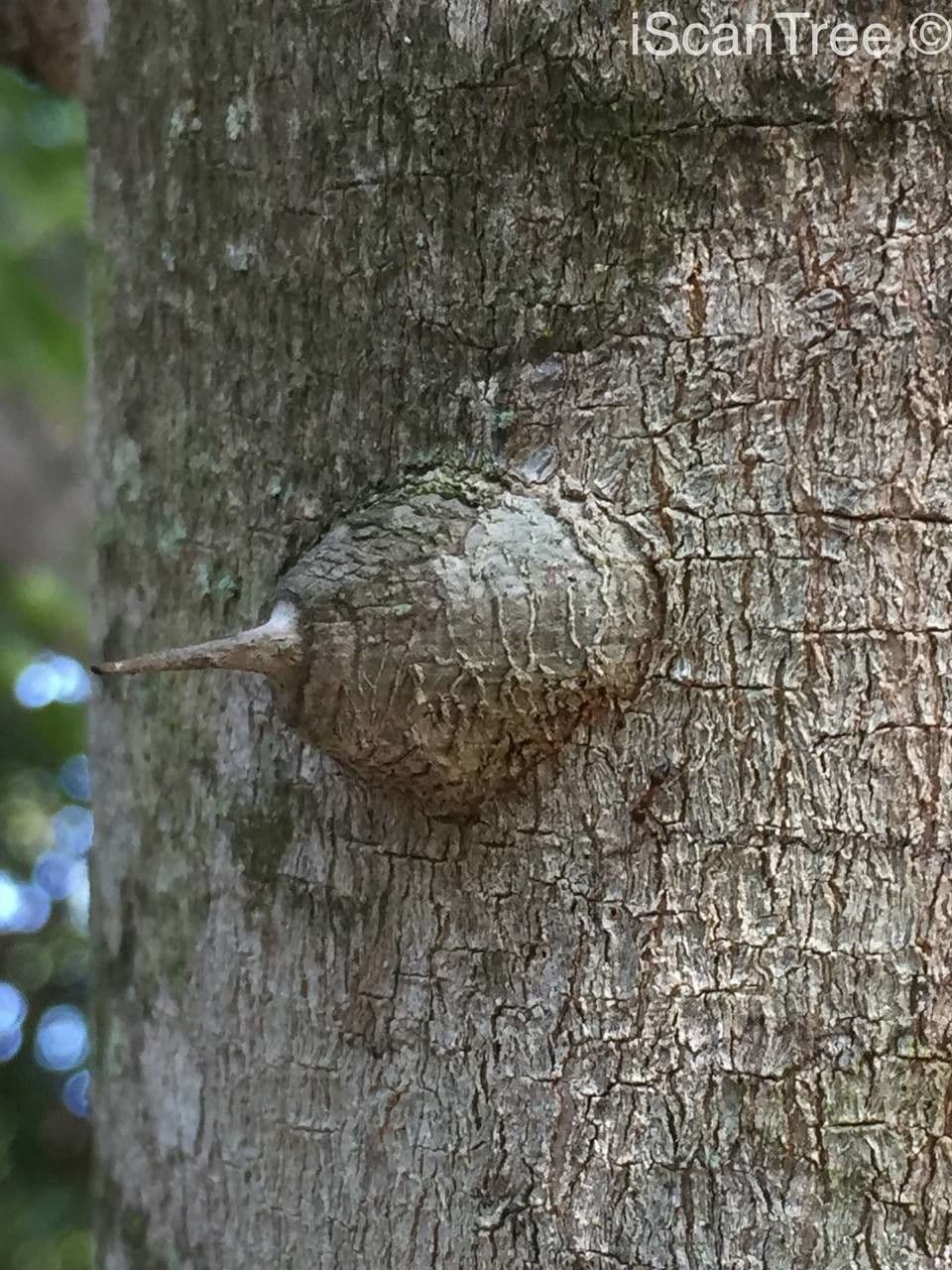 Zanthoxylum 14