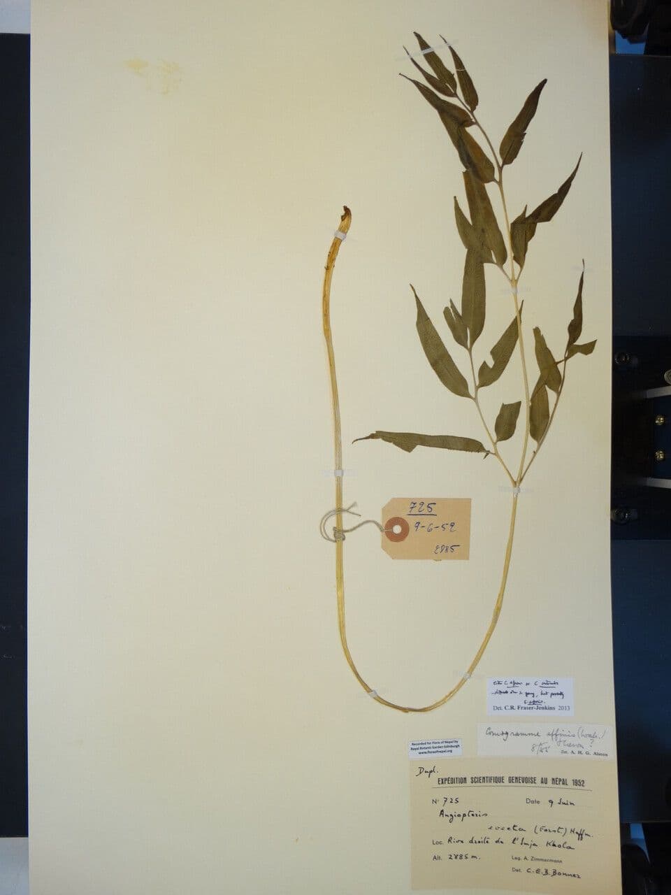 Coniogramme