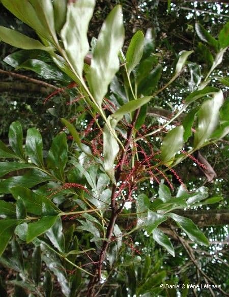 Beauprea 4
