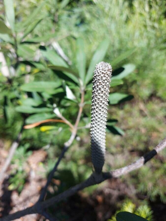 Banksia integrifolia 6