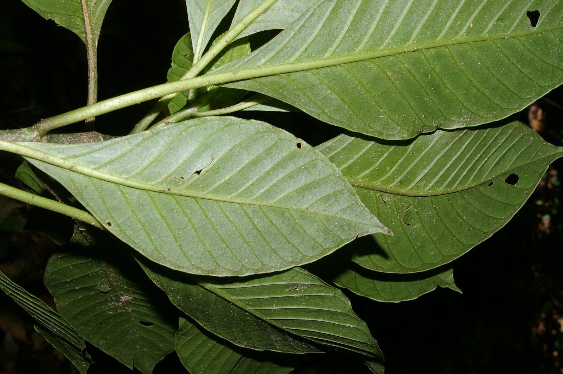 Psychotria trichotoma 2