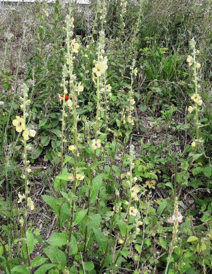 Verbasco blattaria 13