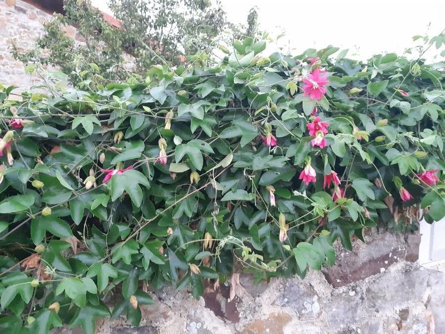 Pasiflora roja 15