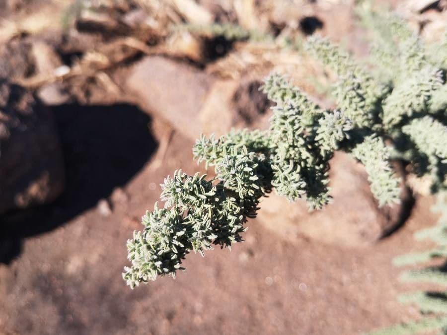 Adenocarpus viscoso 14