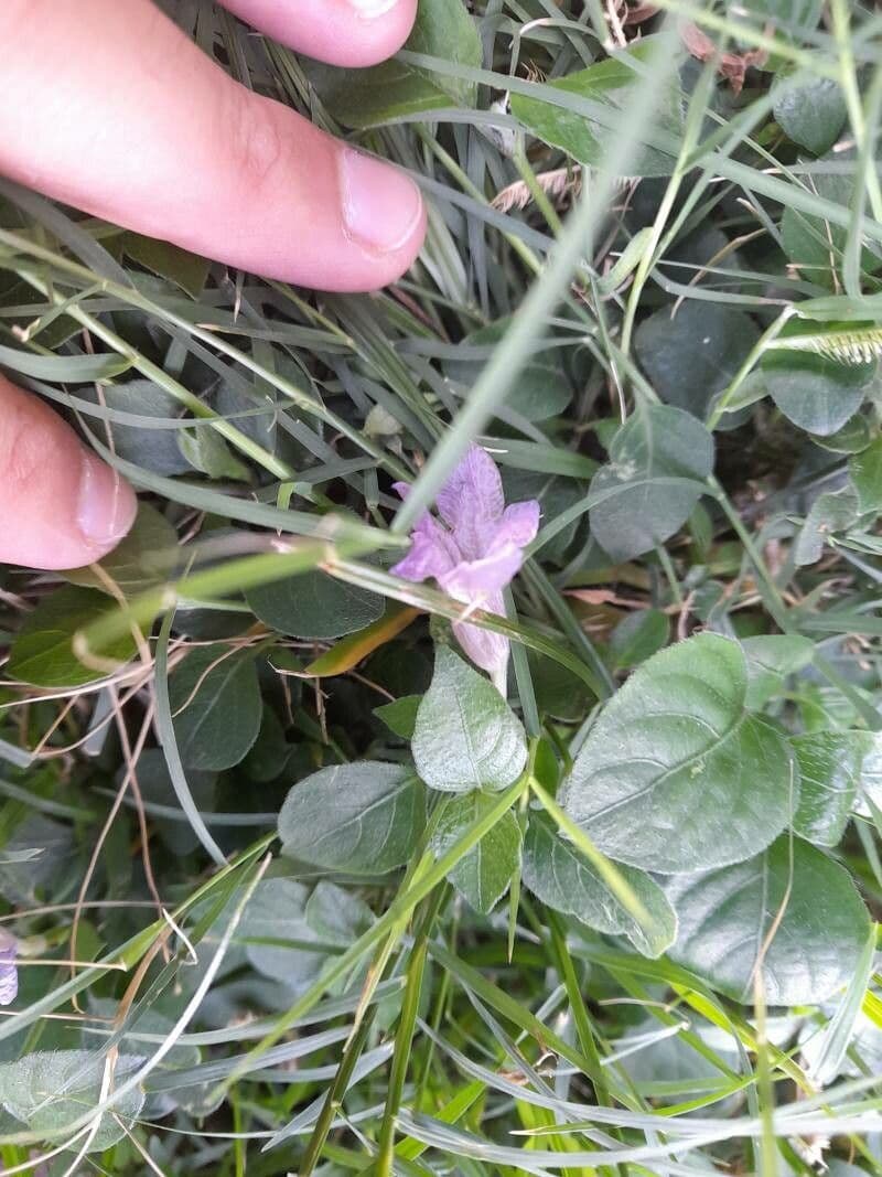 Acker-Schmalblatt