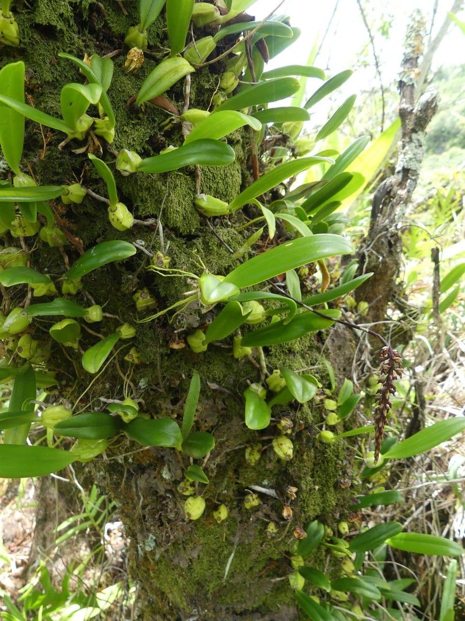 Bulbophyllum 7