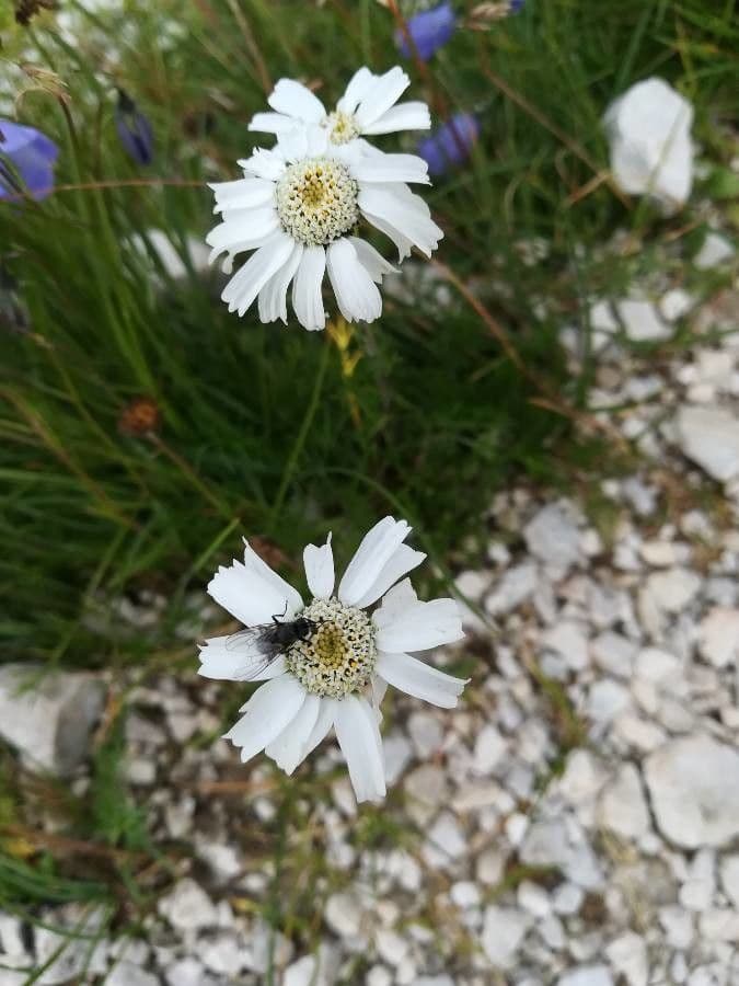 Achillea