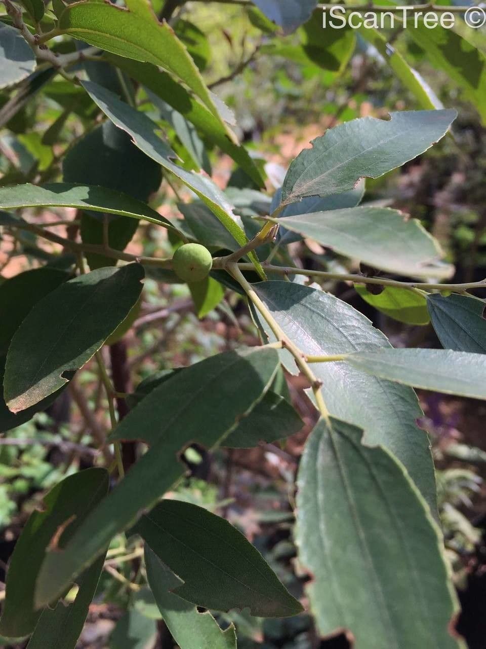 Ziziphus 11