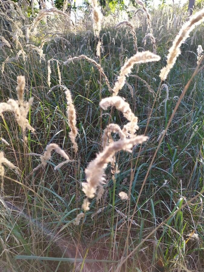 Třtina křovištní 18