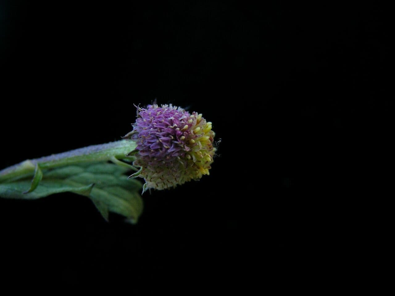 Myriactis 3