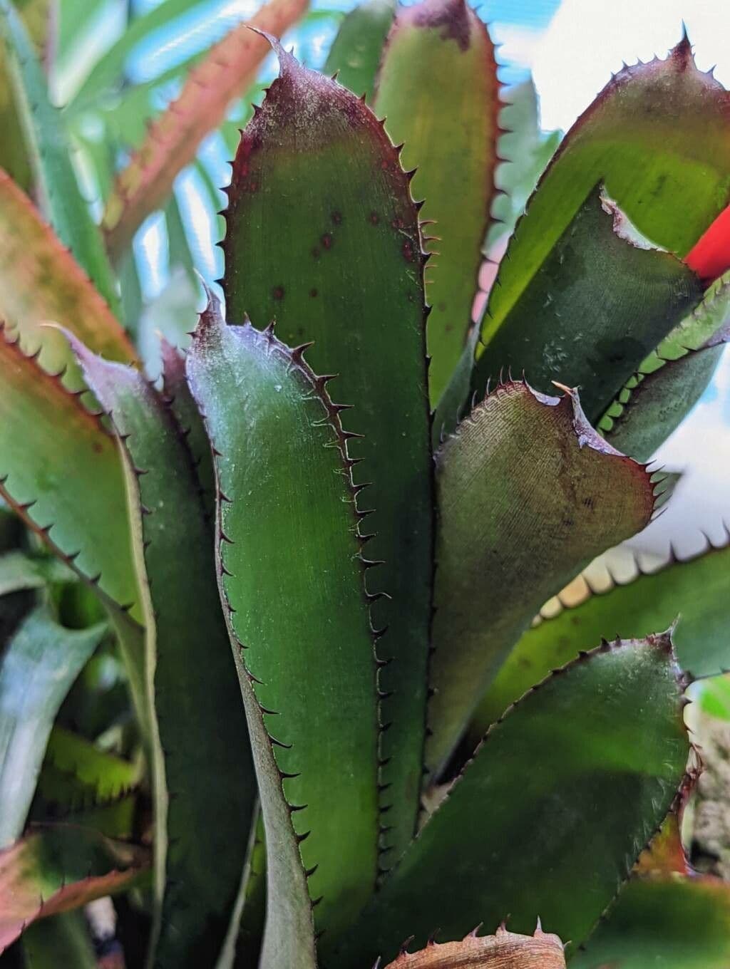 Aechmea 10