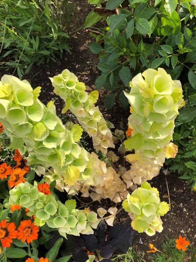 Glockenblume 4