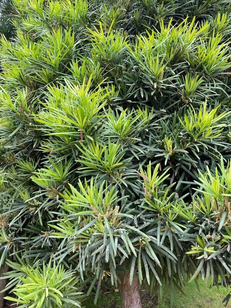 Podocarpus macrophyllus 18