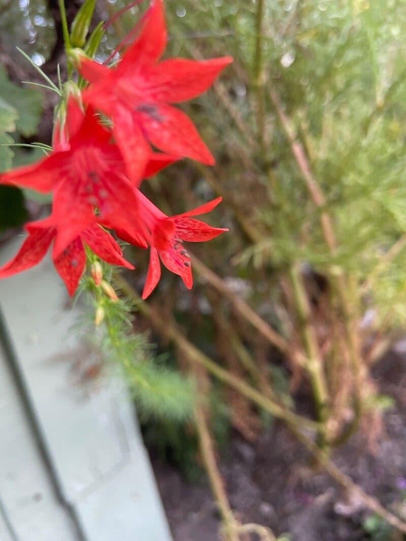 Ipomopsis rossa 4
